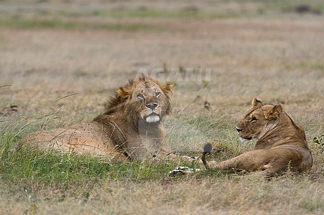 A mating pair of Lions, Panthera leo, resting on grass. Masai Mara National Reserve, Kenya, Africa. stock-image by Agami/Sergio Pitamitz,
