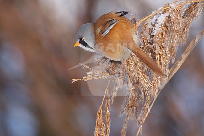Mannetje Baardman in winterse rietpluim; Male Bearded Reedling in frosty reed stock-image by Agami/Karel Mauer,