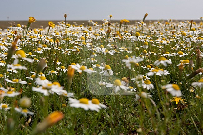 Veld met bloeiende Kamille Nederland, Field with flowering Chamomile Netherlands stock-image by Agami/Wil Leurs,