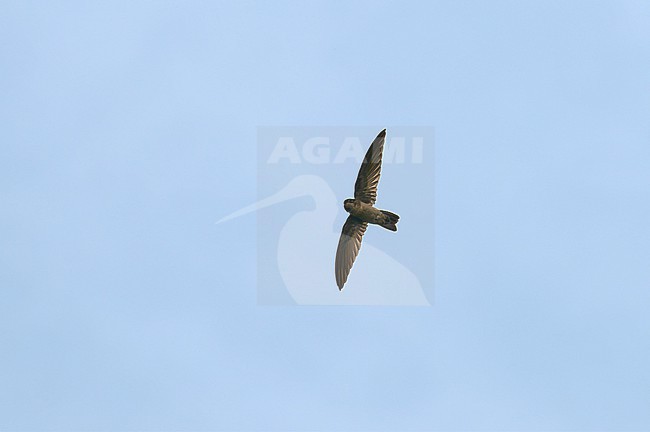 Edible-nest Swiftlet (Aerodramus fuciphagus) flying against a blue sky as a background stock-image by Agami/Tomas Grim,