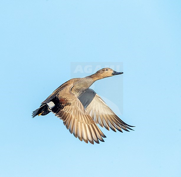 Gadwall (Anas strepera) wintering at lake Valkenburg in South Holland province, Netherlands. Male in flight. stock-image by Agami/Marc Guyt,