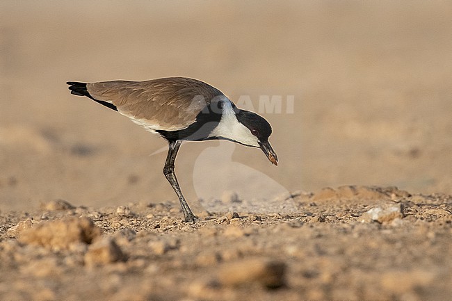 Spur-winged Lapwing (Vanellus spinosus) holding an insect in its bill while standing on a bare landscape area near Mogadishu, Somalia. stock-image by Agami/David Monticelli,