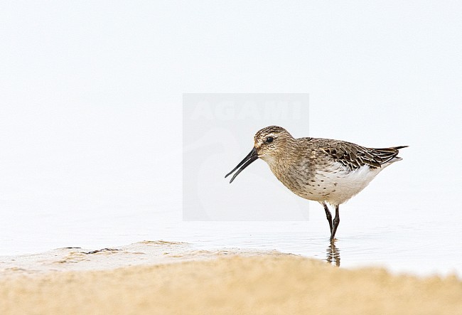 Dunlin (Calidris alpina) calling stock-image by Agami/Roy de Haas,