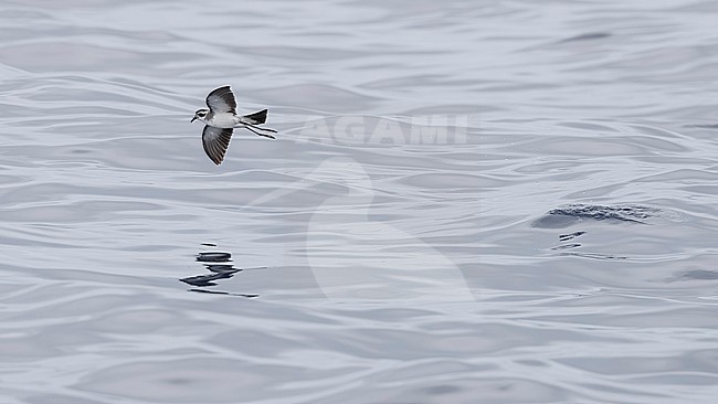 White-faced Storm-Petrel (Pelagodroma marina) flying over Bank de la Conception, off Lanzarote, Canary Islands, Spain. stock-image by Agami/Vincent Legrand,