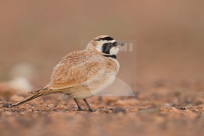 Temminck's Horned Lark - Saharaohrenlerche - Eremophila bilopha, Morocco stock-image by Agami/Ralph Martin,