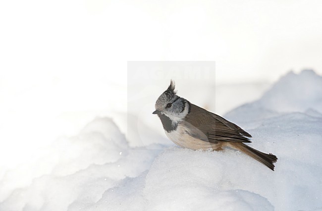 Kuifmees zittend in de sneeuw; European Crested Tit perched in the snow stock-image by Agami/Marc Guyt,