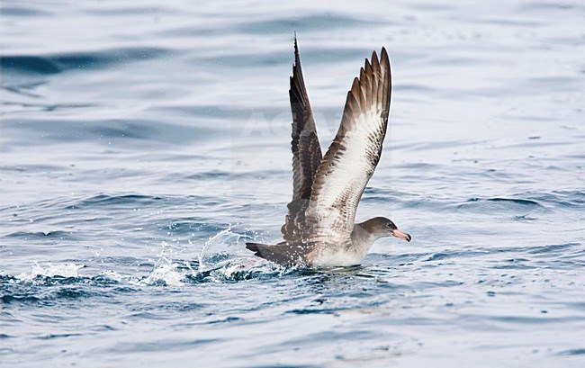 Chileense Grote Pijlstormvogel; Pink-footed Shearwater stock-image by Agami/Marc Guyt,