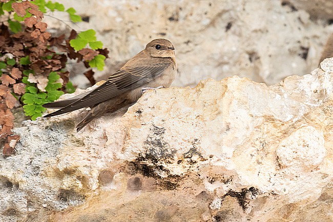 Crag Martin (Ptyonoprogne rupestris), juvenile perched on a rock, Campania, Italy stock-image by Agami/Saverio Gatto,
