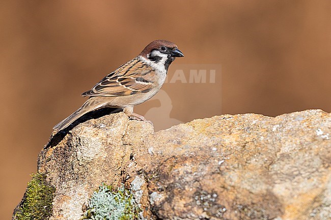 Eurasian Tree Sparrow (Passer montanus), side view of an adult perched on a rock, Campania, Italy stock-image by Agami/Saverio Gatto,