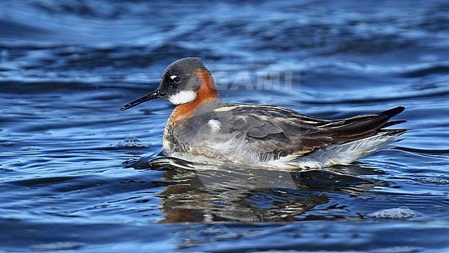 Red-necked Phalarope (Phalaropus lobatus) in breeding plumage on tundra of Alaska, United States. stock-image by Agami/Dani Lopez-Velasco,