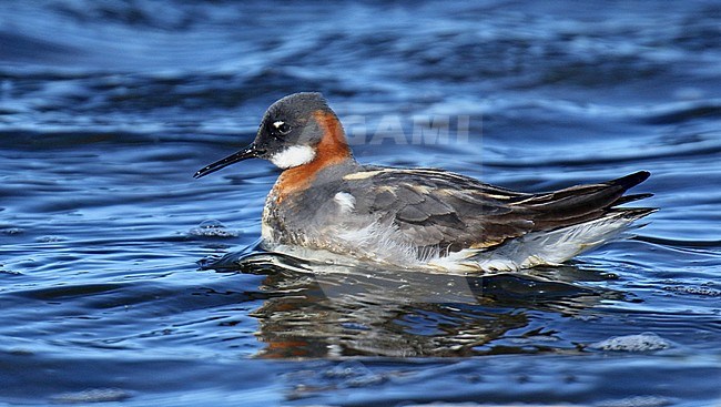 Red-necked Phalarope (Phalaropus lobatus) in breeding plumage on tundra of Alaska, United States. stock-image by Agami/Dani Lopez-Velasco,