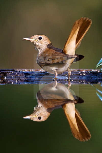 Nachtegaal staand bij de waterkant met opgewipte staart; Common Nightingale standing at water edge with cocked tail stock-image by Agami/Marc Guyt,