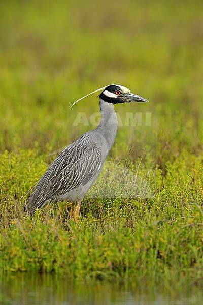 Adult Yellow-crowned Night Heron (Nyctanassa violacea) standing in green colored swamp in Galveston County, Texas, USA. stock-image by Agami/Brian E Small,