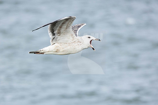  stock-image by Agami/Menno van Duijn,