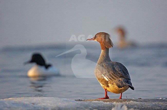Vrouwtje Grote Zaagbek; Female Goosander stock-image by Agami/Markus Varesvuo,