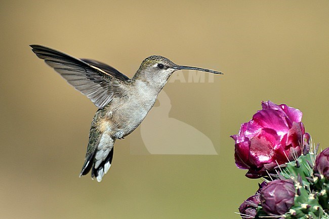 Adult female
Cochise Co., AZ
May 2011 stock-image by Agami/Brian E Small,