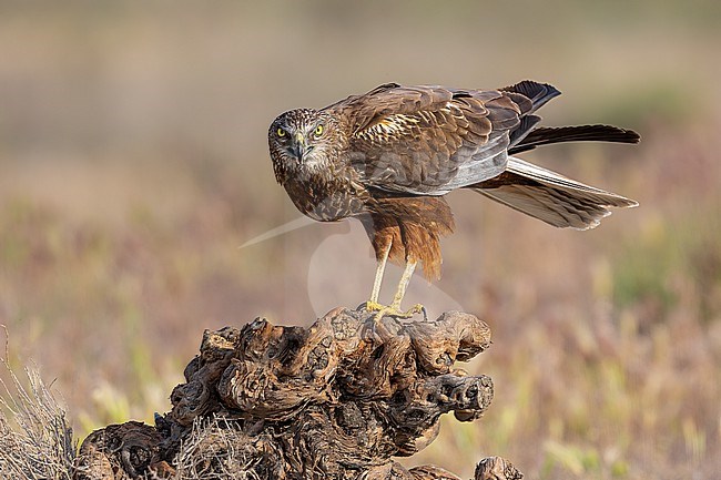 Marsh Harrier with full crop stock-image by Agami/Onno Wildschut,