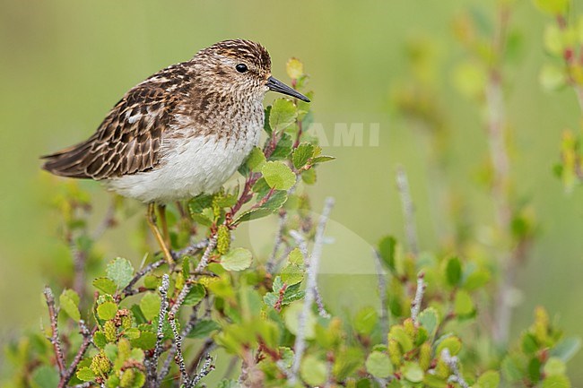 Least Sandpiper (Calidris minutilla) in Alaska stock-image by Agami/Dubi Shapiro,