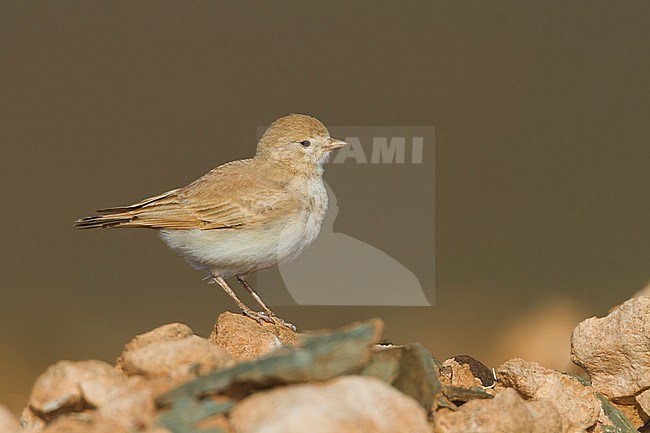 Bar-tailed Desert Lark (Ammomanes cincturus); Morocco, adult stock-image by Agami/Ralph Martin,