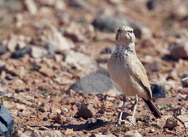 Witbandleeuwerik in halfwoestijn; Greater Hoopoe-Lark in semi desert stock-image by Agami/Markus Varesvuo,