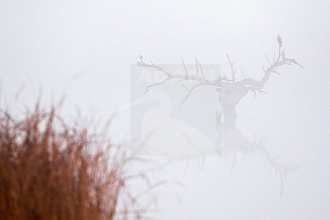 Western Marsh Harrier (Circus aeruginosus) perched in a barren tree standing in the water during heavy mist in Extremadura, Spain. stock-image by Agami/Oscar Díez,