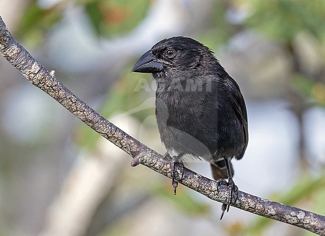 Male Genovesa cactus finch (Geospiza propinqua) on the Galapagos Islands, part of the Republic of Ecuador. stock-image by Agami/Pete Morris,