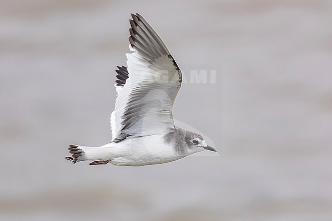  stock-image by Agami/Vincent Legrand,