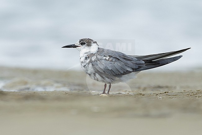 Adult American Black Tern (Chlidonias niger surinamensis) in transition to breeding plumage on beach at Galveston County, Texas, USA, in April 2016. stock-image by Agami/Brian E Small,