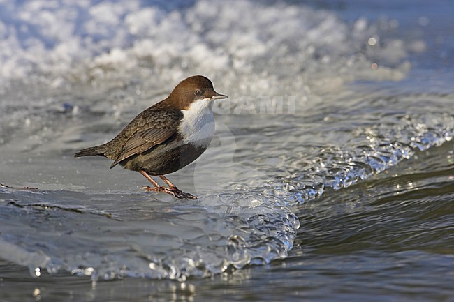 White-throated Dipper standing in frozen river; Waterspreeuw zittend in bevroren rivier stock-image by Agami/Markus Varesvuo,