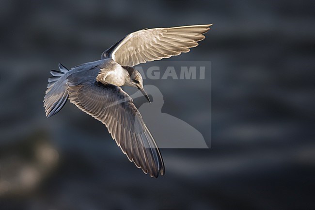 Onvolwassen Visdief in vlucht; Common Tern immature in flight stock-image by Agami/Daniele Occhiato,