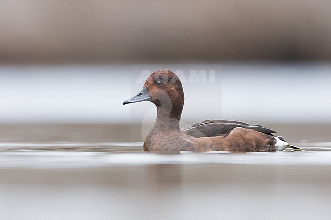 Ferruginous Duck - Moorente - Aythya nyroca, Spain (Andalucia), adult, female stock-image by Agami/Ralph Martin,