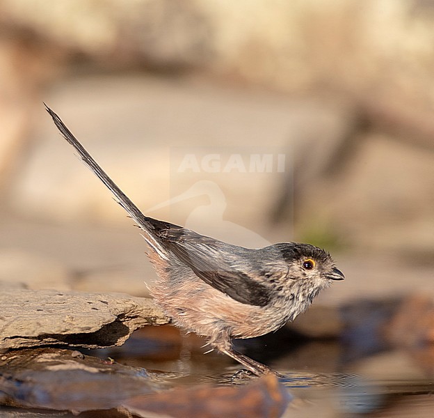 Iberian Long-tailed Tit (Aegithalos caudatus irbii) in central Spain. stock-image by Agami/Marc Guyt,