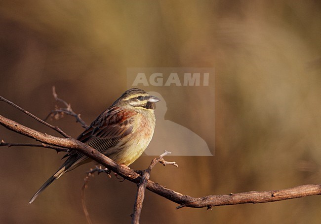 Volwassen mannetje Cirlgors, Adult male Cirl Bunting stock-image by Agami/Markus Varesvuo,