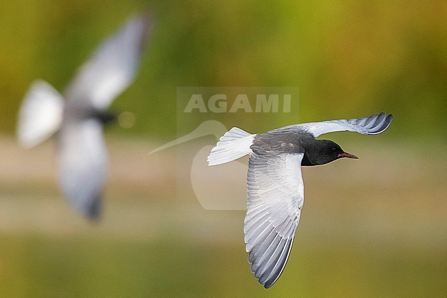White-winged Tern (Chlidonias leucopterus), adult in flight showing upperparts, Campania, Italy stock-image by Agami/Saverio Gatto,