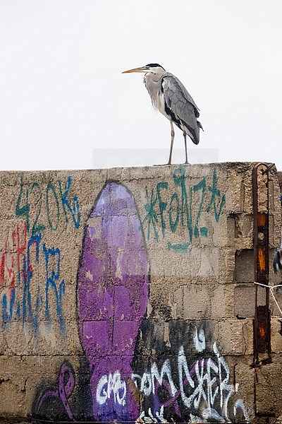 Grey Heron (Ardea cinerea), side view of an adult standing on a wall, Campania, Italy stock-image by Agami/Saverio Gatto,