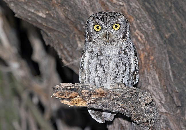 Western Screech-Owl, Megascops kennicottii, in Western Mexico. stock-image by Agami/Pete Morris,