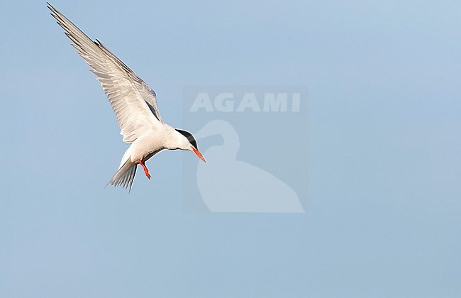 Adult Common Tern (Sterna hirundo) flying over saltpans near Skala Kalloni on the island of Lesvos, Greece. stock-image by Agami/Marc Guyt,