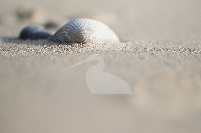 Empty shell of a Common Cockle stock-image by Agami/Wil Leurs,