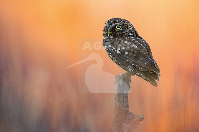 Little Owl (Athene noctua) in Italy. stock-image by Agami/Daniele Occhiato,
