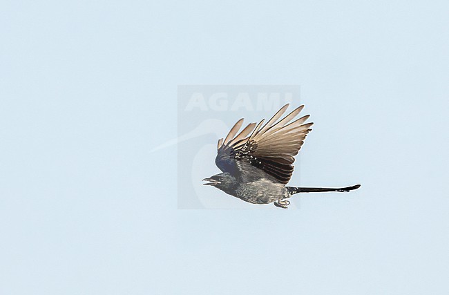 Immature Black Drongo (Dicrurus macrocercus) in India. stock-image by Agami/Marc Guyt,