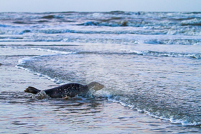 Common Seal, Phoca vitulina, immature animal resting on the beach with high tide at sunset during storm. Seal going back into the water. Diving into the waves of the high tide with North Sea in the background. stock-image by Agami/Menno van Duijn,