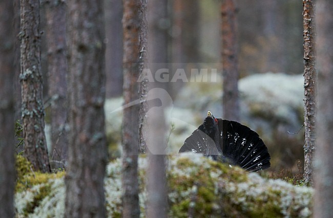 Baltsend mannetje Auerhoen; Male Western Capercaillie in display stock-image by Agami/Markus Varesvuo,