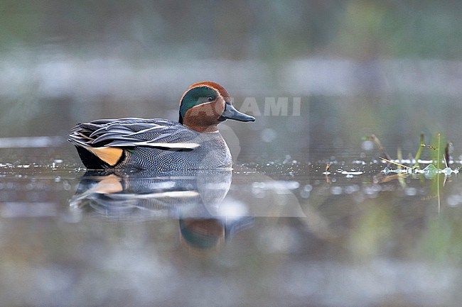 Eurasian Teal (Anas crecca) in Italy. stock-image by Agami/Daniele Occhiato,