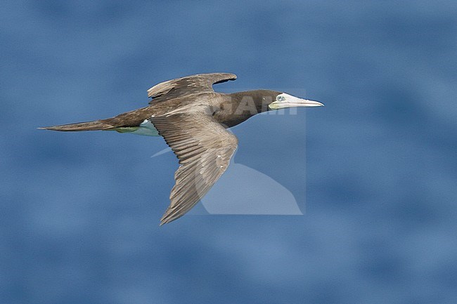 Brown Booby (Sula leucogaster leucogaster) flying near the coast of Trinidad and Tobago. stock-image by Agami/Glenn Bartley,