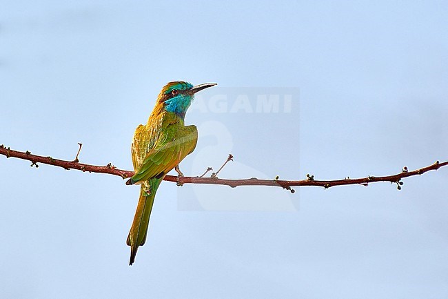 Arabian Green Bee-eater (Merops cyanophrys) perched on a branch against a blue sky, Israel stock-image by Agami/Tomas Grim,