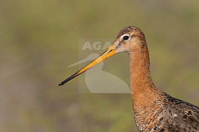 Black-tailed Godwit - Uferschnepfe - Limosa limosa ssp. limosa, Poland, adult, male, breeding plumage stock-image by Agami/Ralph Martin,