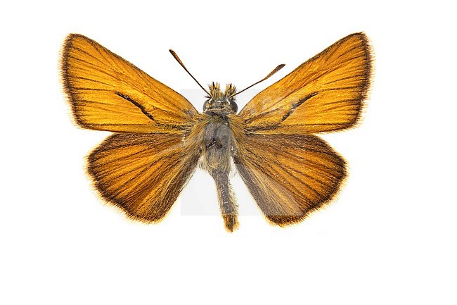 Small skipper; Geelsprietdikkopje; Thymelicus sylvestris stock-image by Agami/Wil Leurs,