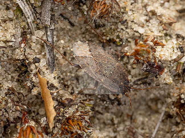 Imago of Emblethis duplicatus stock-image by Agami/Arnold Meijer,