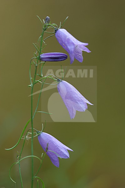 Bloeiend  grasklokje, flowering stock-image by Agami/Menno van Duijn,