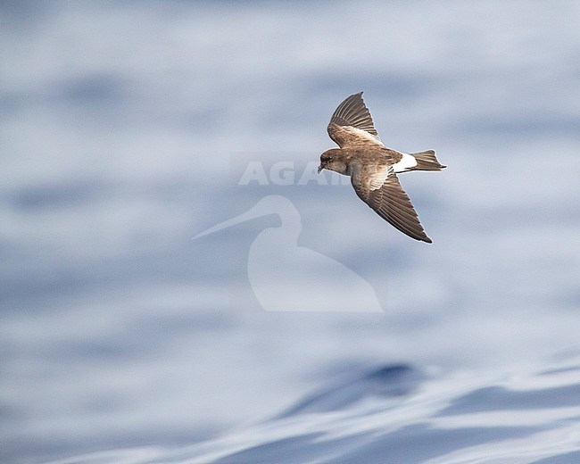 Wilson's Storm Petrel (Oceanites oceanicus) in flight over the atlantic ocean surface off Madeira. stock-image by Agami/Marc Guyt,